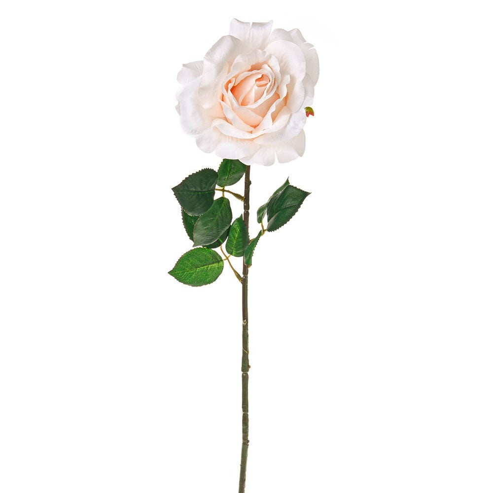 Discover the Peach Luna Rose (64cm) at Bristow Direct