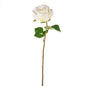 Cream Fiesta Rose