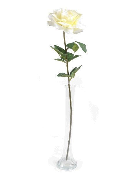 Discover the Cream Pippa Rose Open (68cm) at Bristow Direct