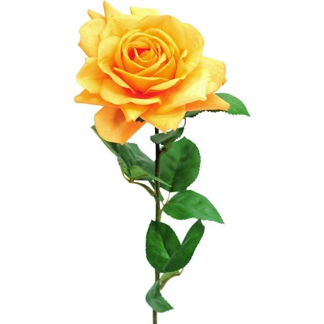 Discover the Orange Pippa Rose Open (68cm) at Bristow Direct