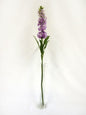 Discover the Lavender Stocks (87cm) at Bristow Direct