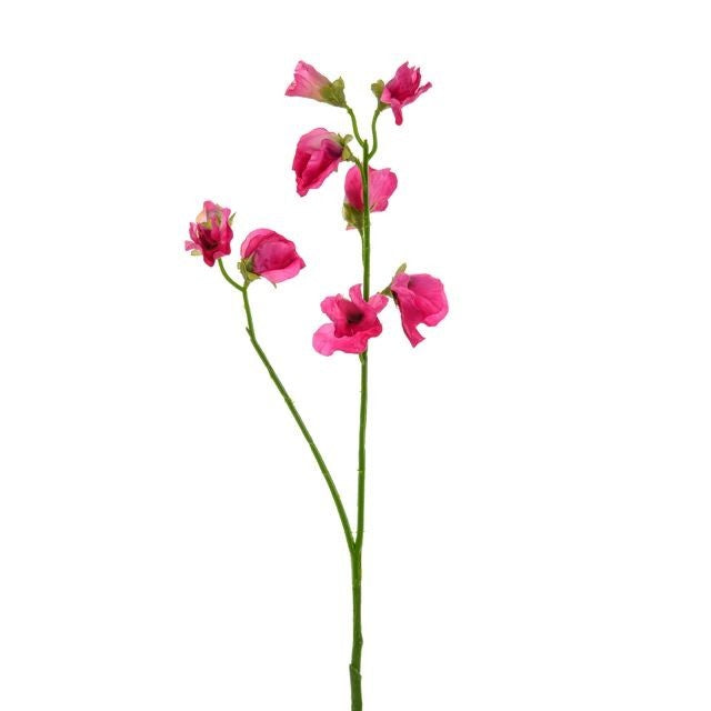 Discover the Sweetpea Stem Dark Pink  at Bristow Direct