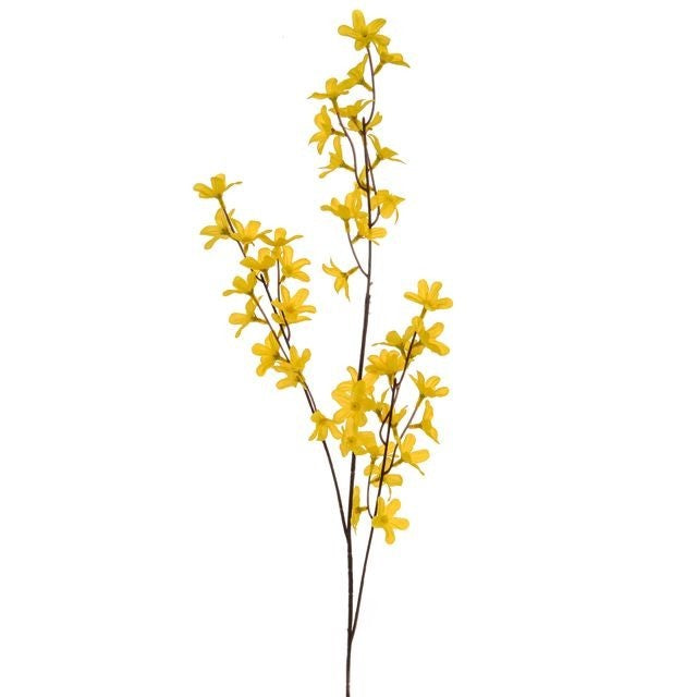 Yellow Forsythia