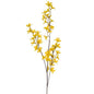Yellow Forsythia