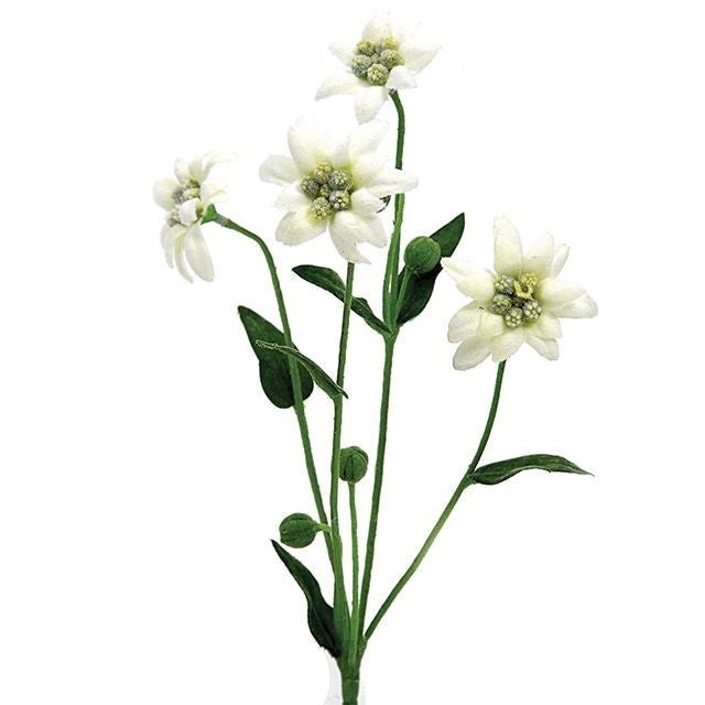 Edelweiss Spray