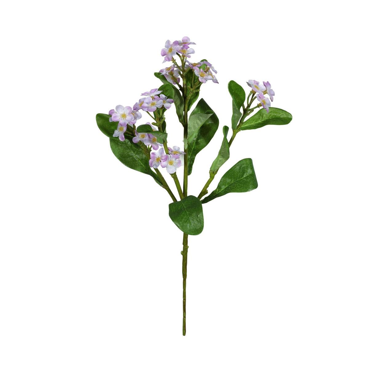 Discover the Purple Forget-Me-Not (24cm) at Bristow Direct