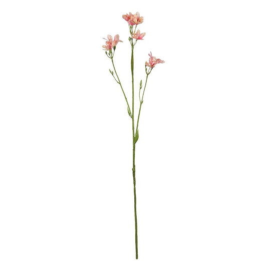 Discover the Light Pink Belamcanda Chinensis Spray (60cm) at Bristow Direct