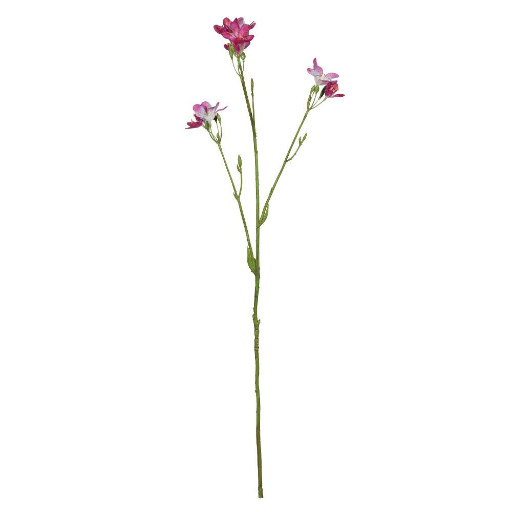 Discover the Purple Belamcanda Chinensis Spray (60cm) at Bristow Direct