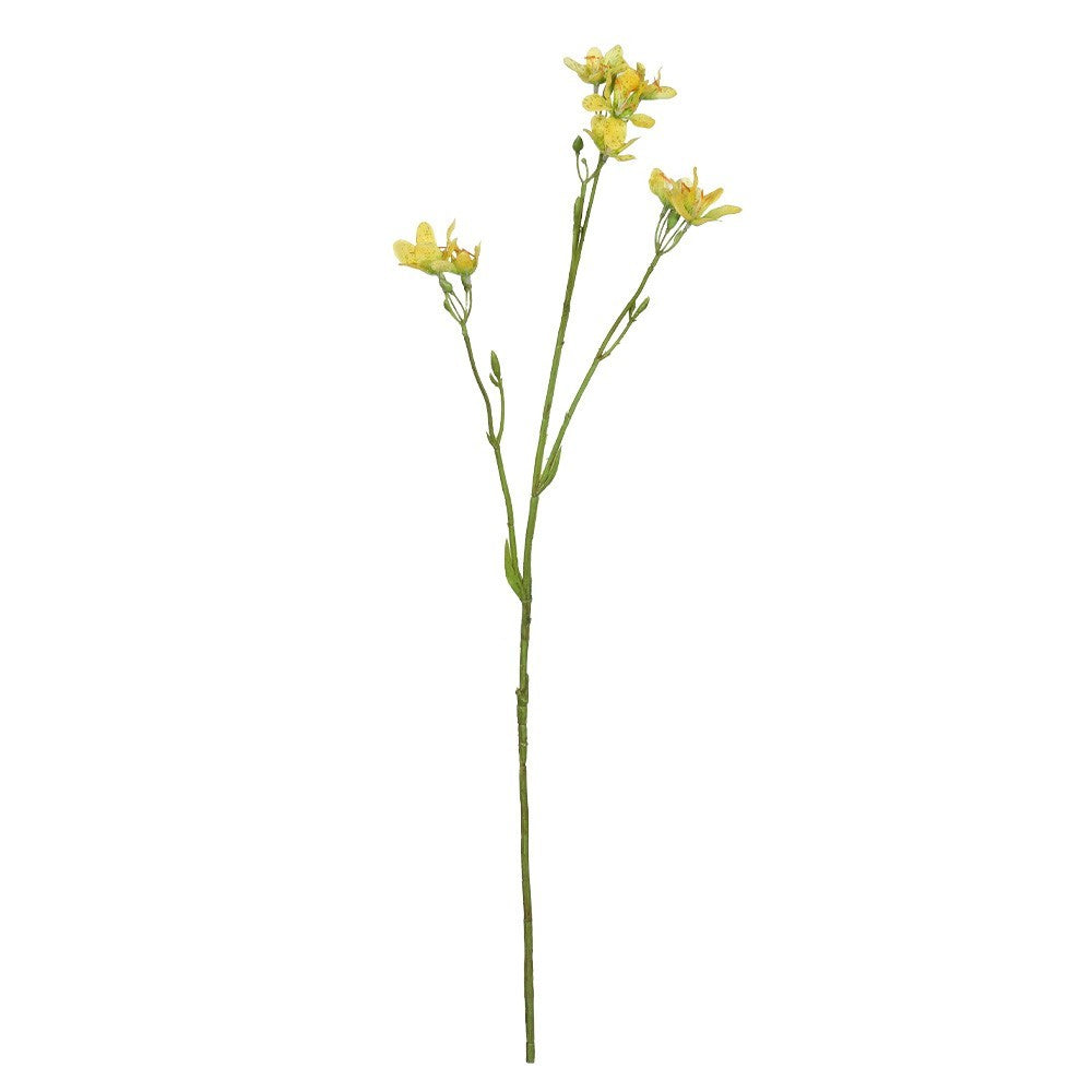 Discover the Yellow Belamcanda Chinensis Spray (60cm) at Bristow Direct
