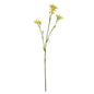 Discover the Yellow Belamcanda Chinensis Spray (60cm) at Bristow Direct