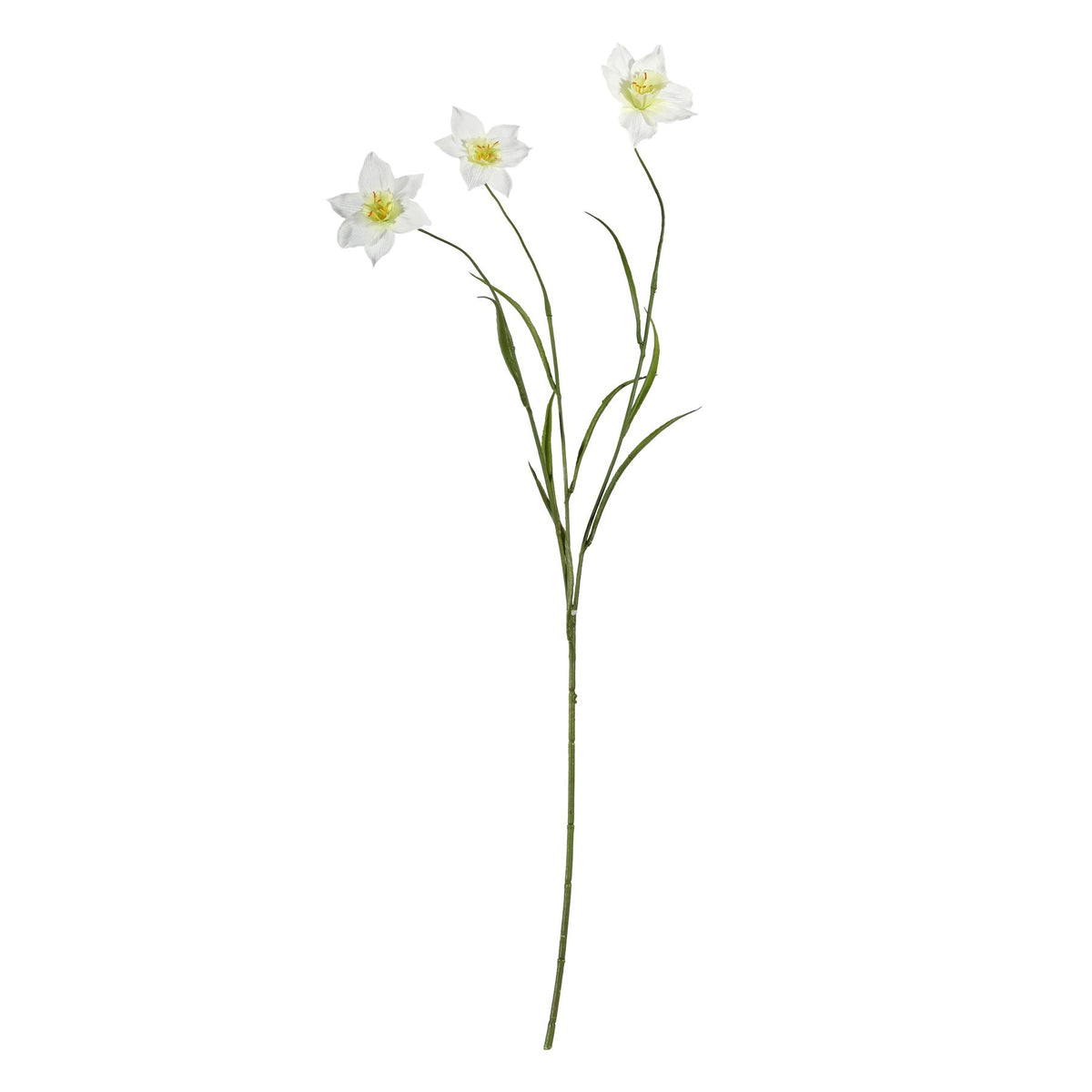 Discover the Cream Daffodil Spray (70cm) at Bristow Direct