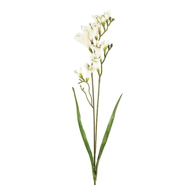 Discover the Cream Freesia Spray 2 Heads at Bristow Direct