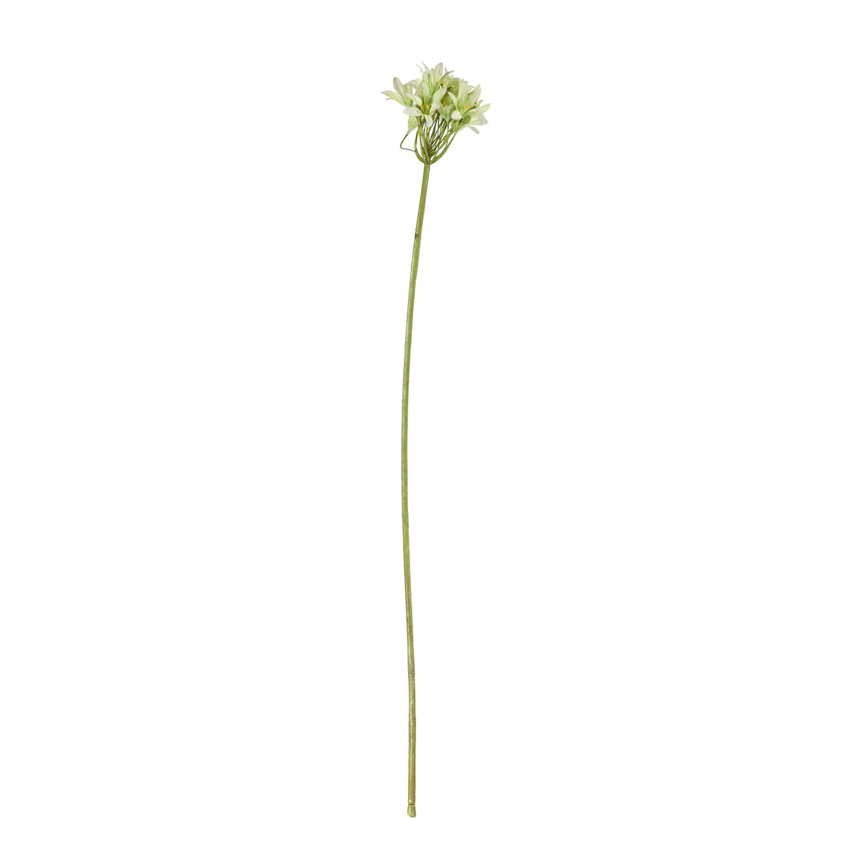 Discover the Green Agapanthus Stem (77cm) at Bristow Direct
