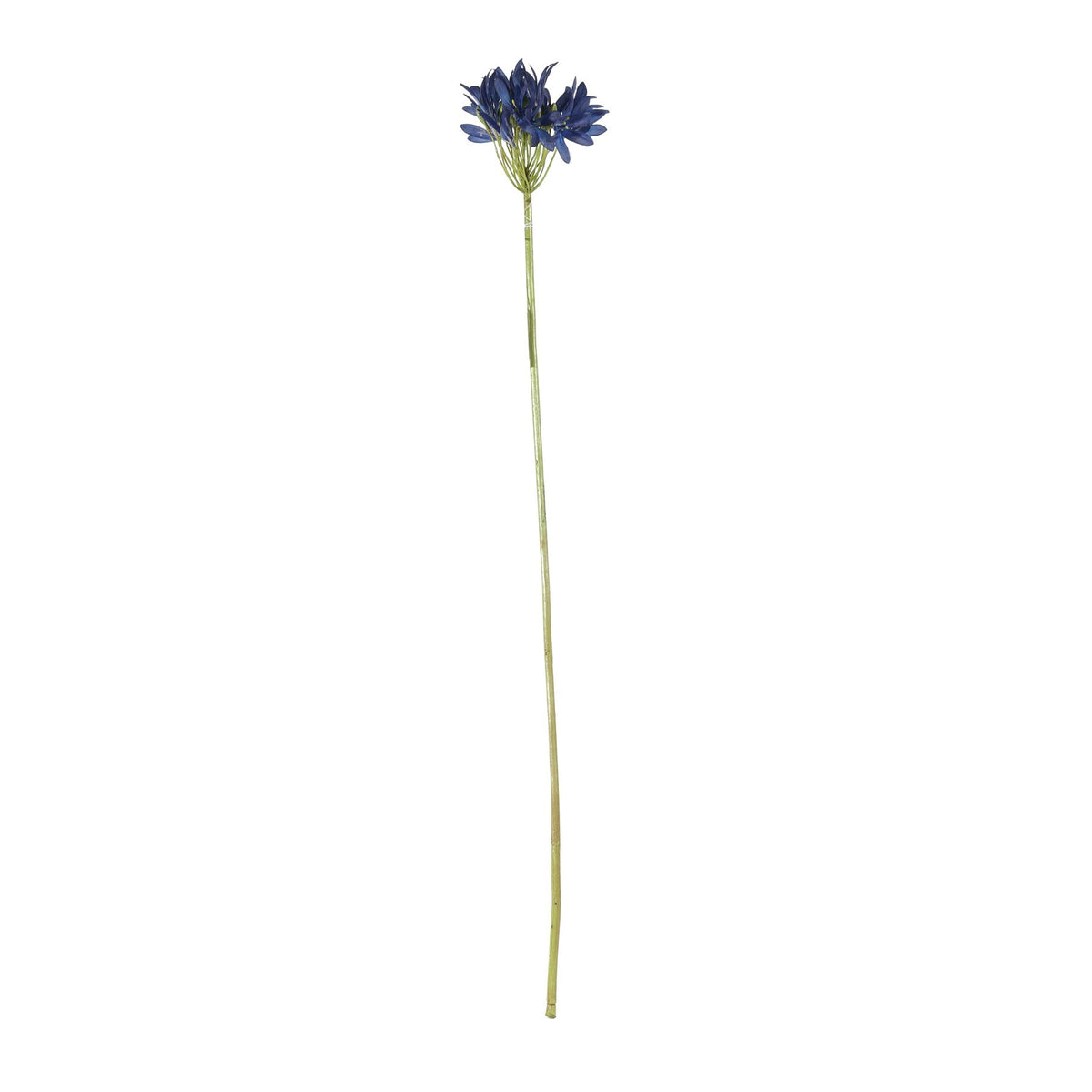 Discover the Dark Blue Agapanthus Stem (77cm) at Bristow Direct