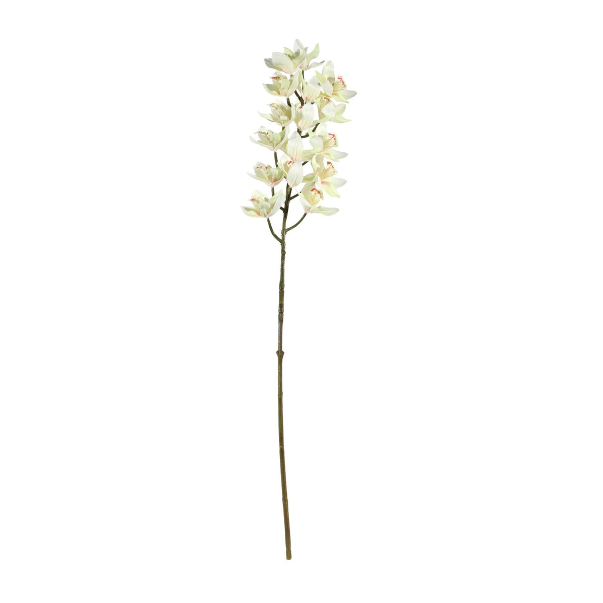 Discover the Cream Cymbidium Orchid Spray (80cm) at Bristow Direct