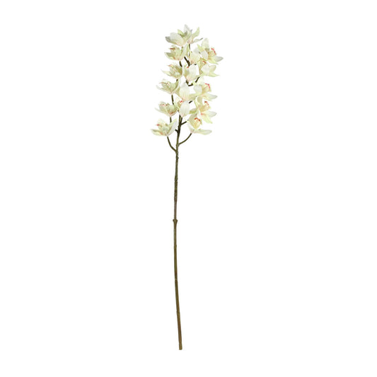 Discover the Cream Cymbidium Orchid Spray (80cm) at Bristow Direct