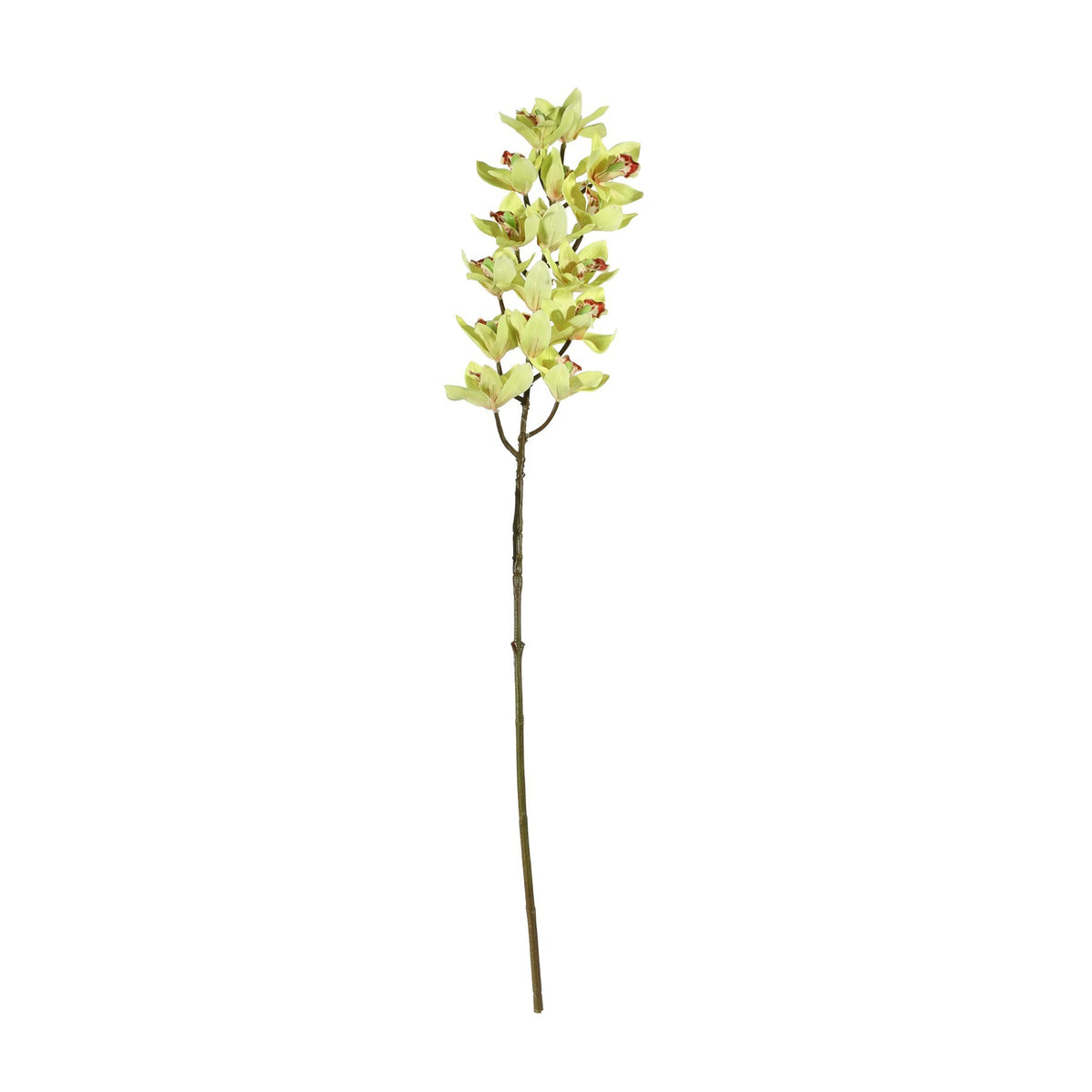 Discover the Yellow Cymbidium Orchid Spray (80cm) at Bristow Direct