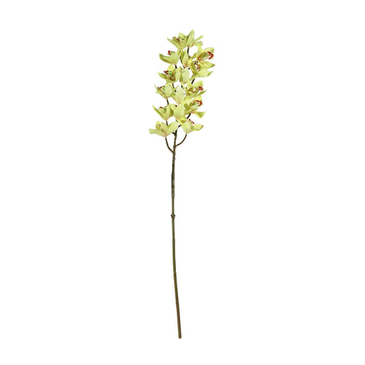 Discover the Yellow Cymbidium Orchid Spray (80cm) at Bristow Direct