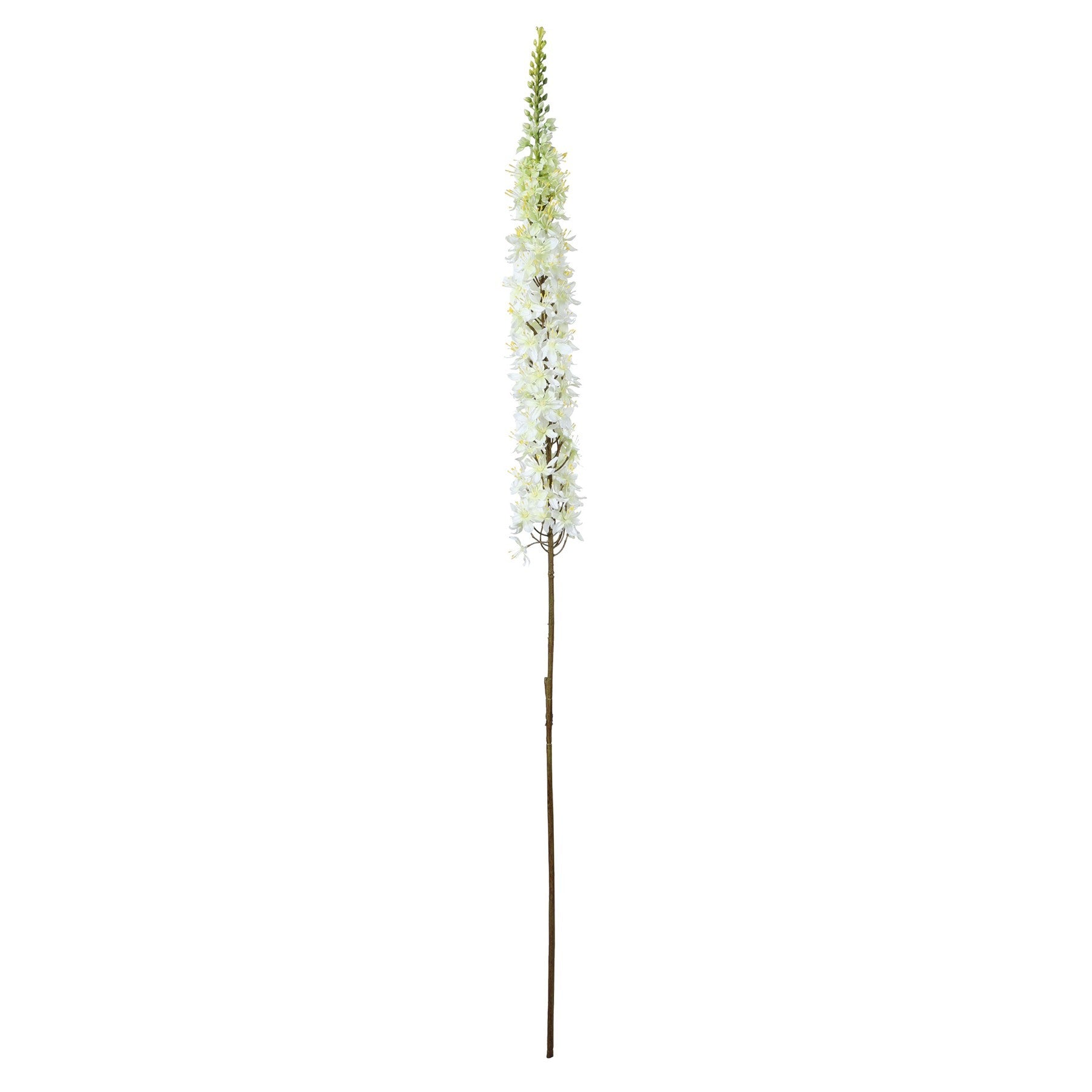 Discover the Cream Single Foxtail Lily (109cm) at Bristow Direct