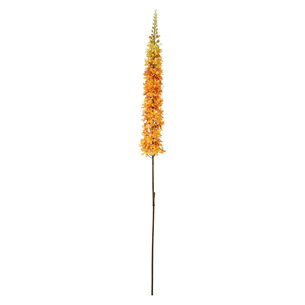 Discover the Orange Single Foxtail Lily (109cm) at Bristow Direct