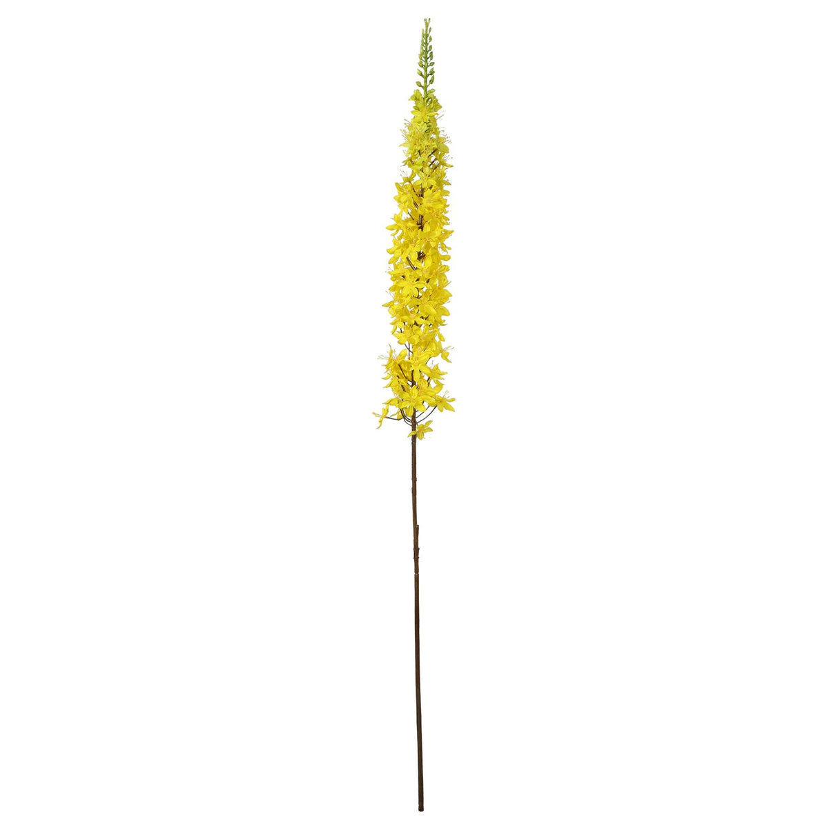 Discover the Yellow Foxtail Lily (109cm) at Bristow Direct