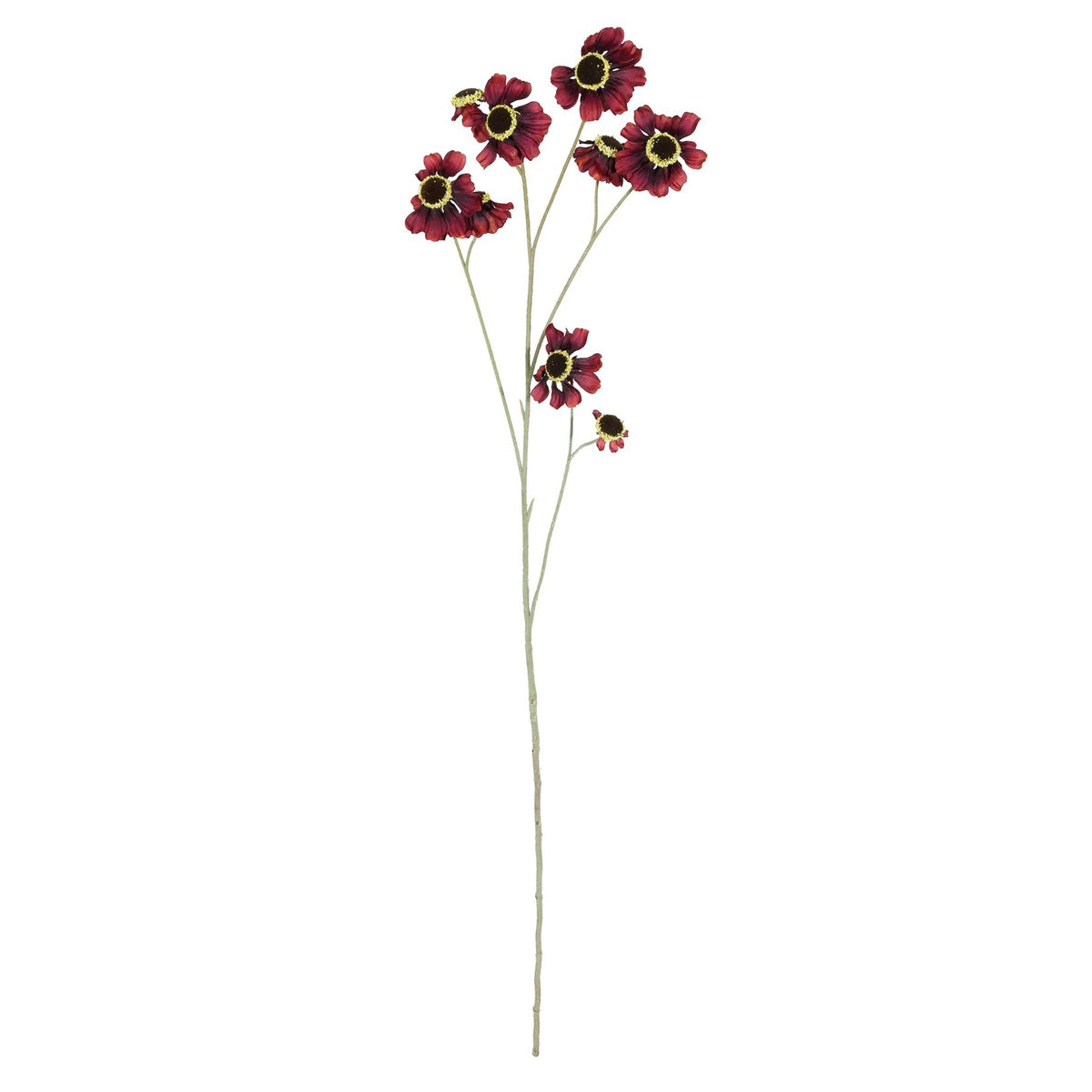 Discover the Burgundy Helenium Flower (101cm) at Bristow Direct