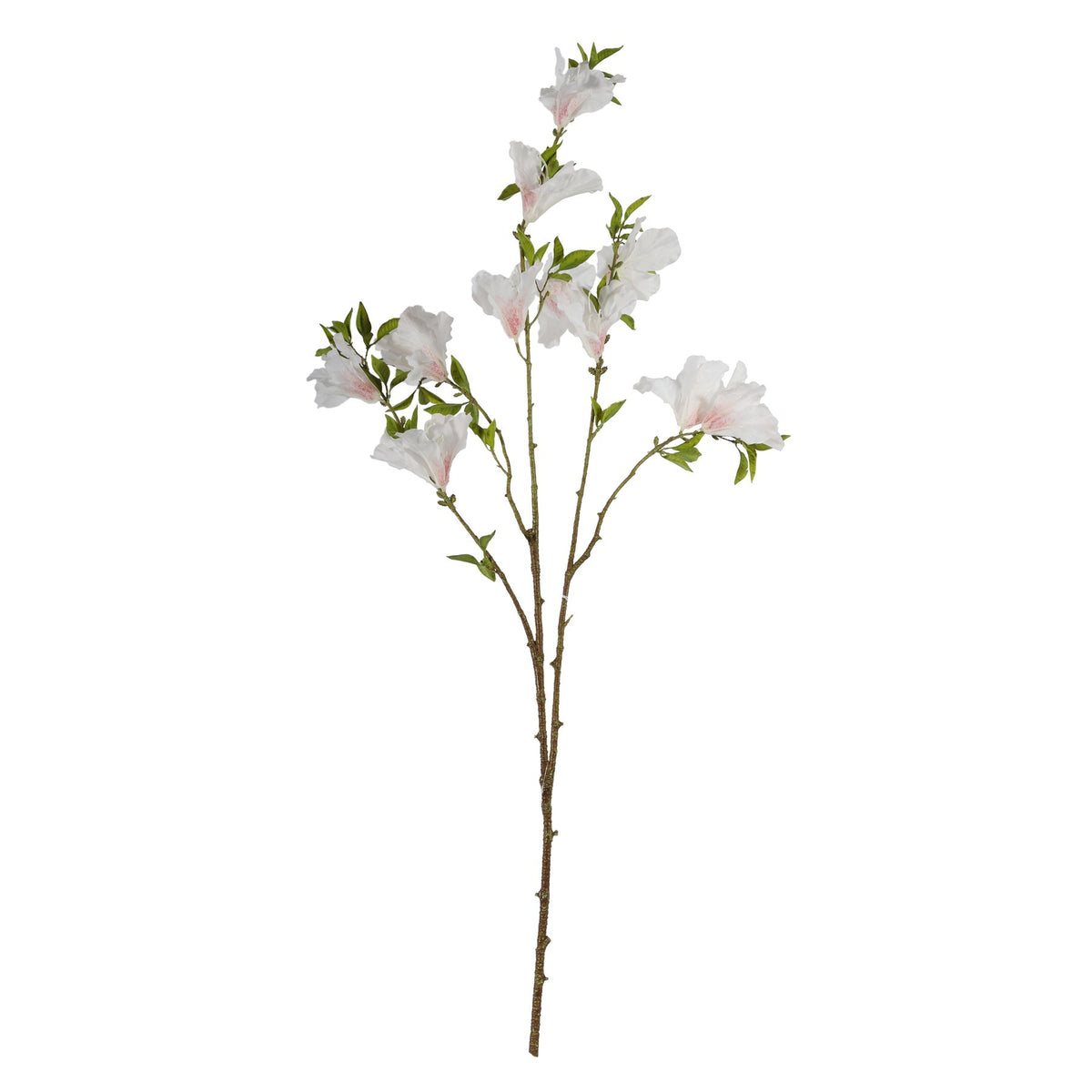 Discover the Cream Rhododendron (83cm) at Bristow Direct