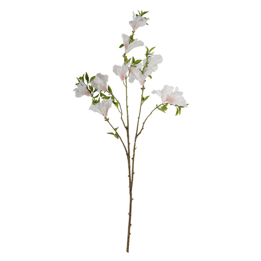 Discover the Cream Rhododendron (83cm) at Bristow Direct