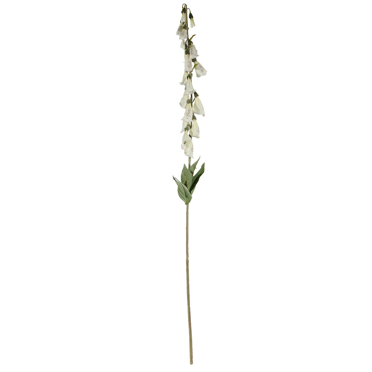 Discover the Digitalis Spray Cream (107cm) at Bristow Direct