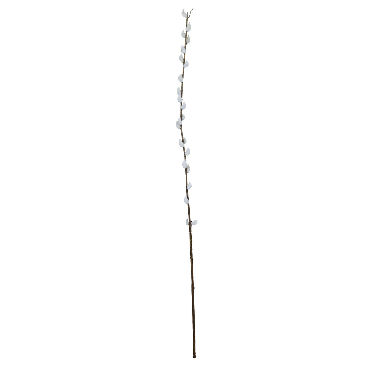 Discover the Natural Single Pussy Willow (89cm) at Bristow Direct
