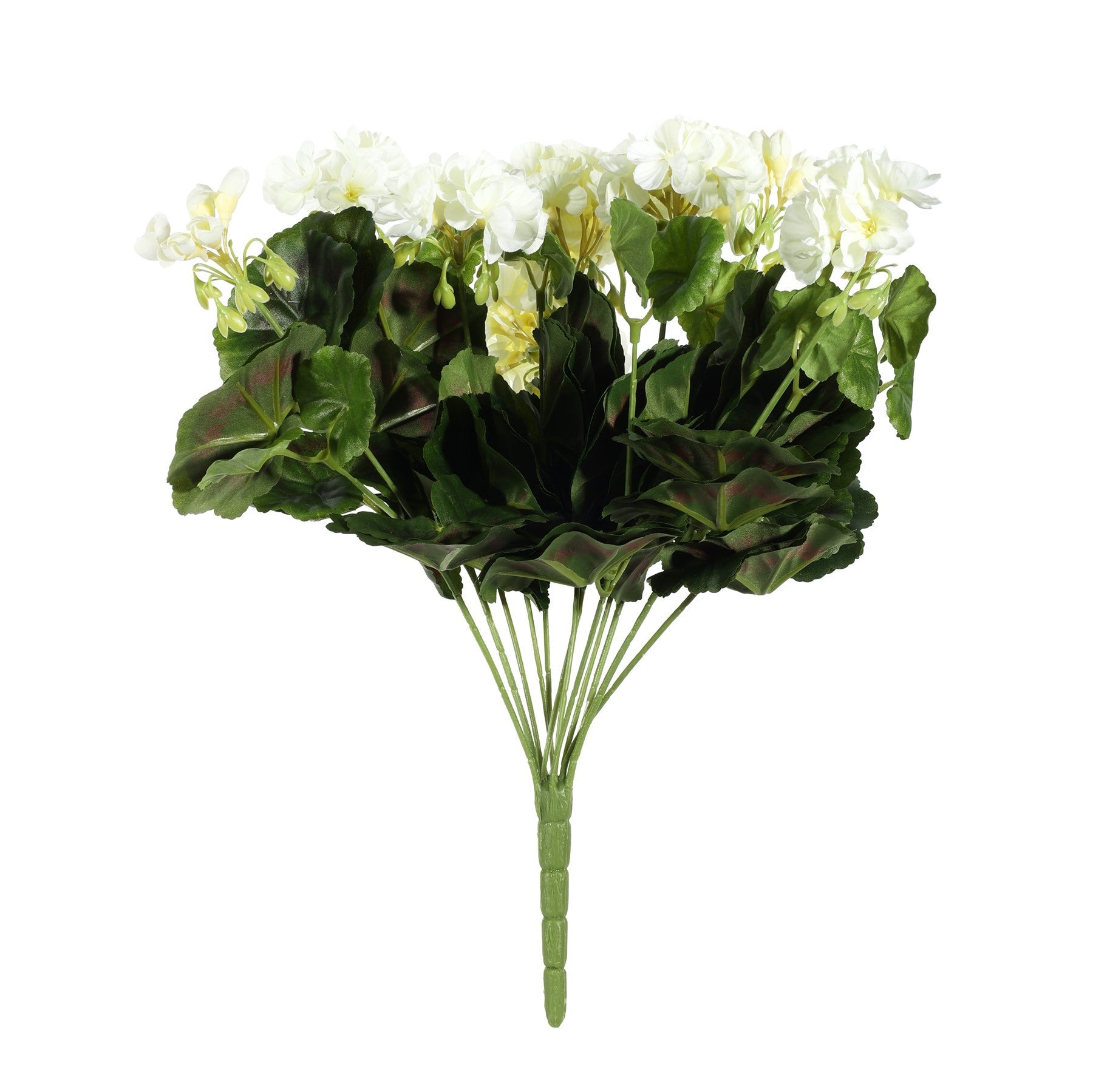 Discover the Cream Geranium Bush at Bristow Direct