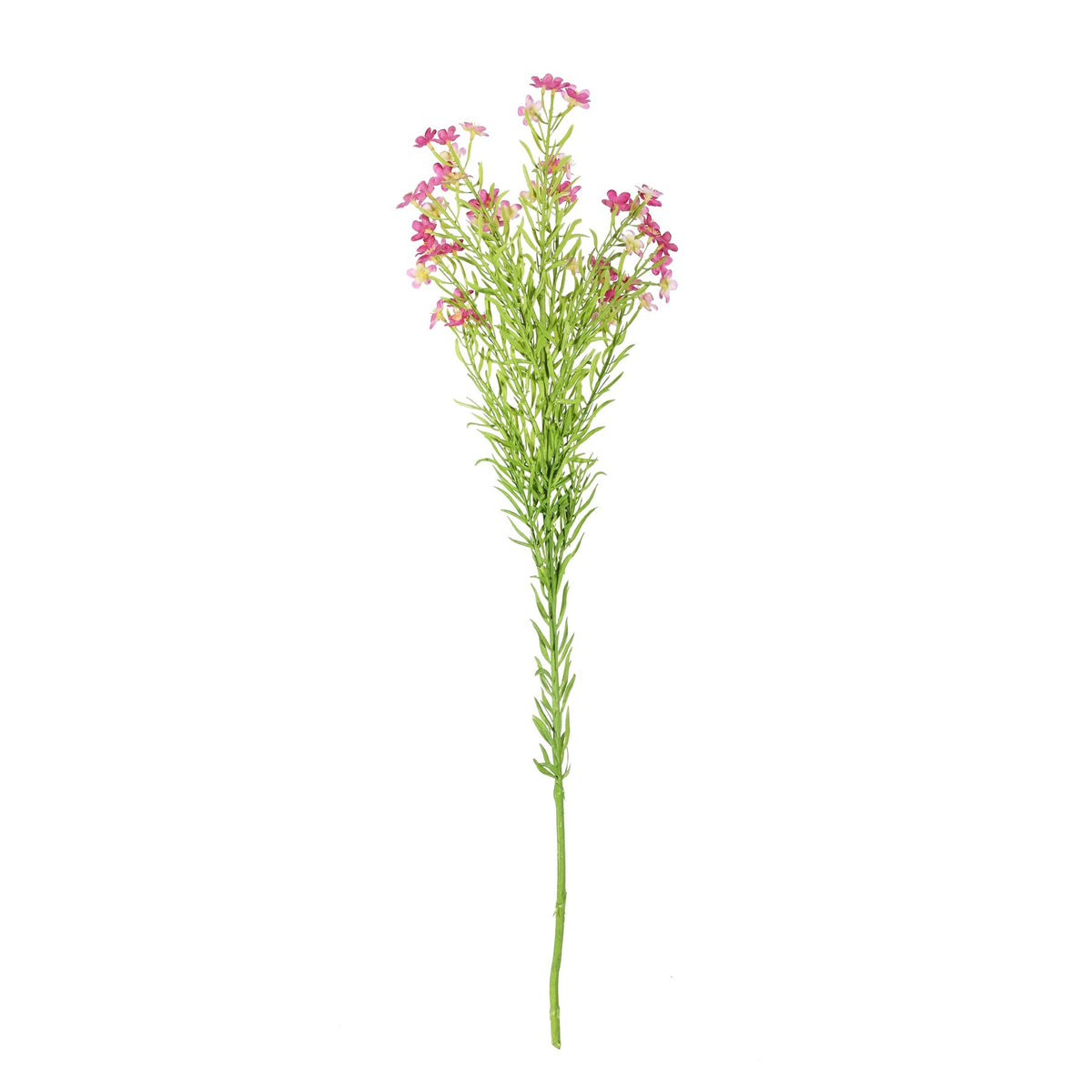 Discover the Dark Pink Waxflower (68cm) at Bristow Direct