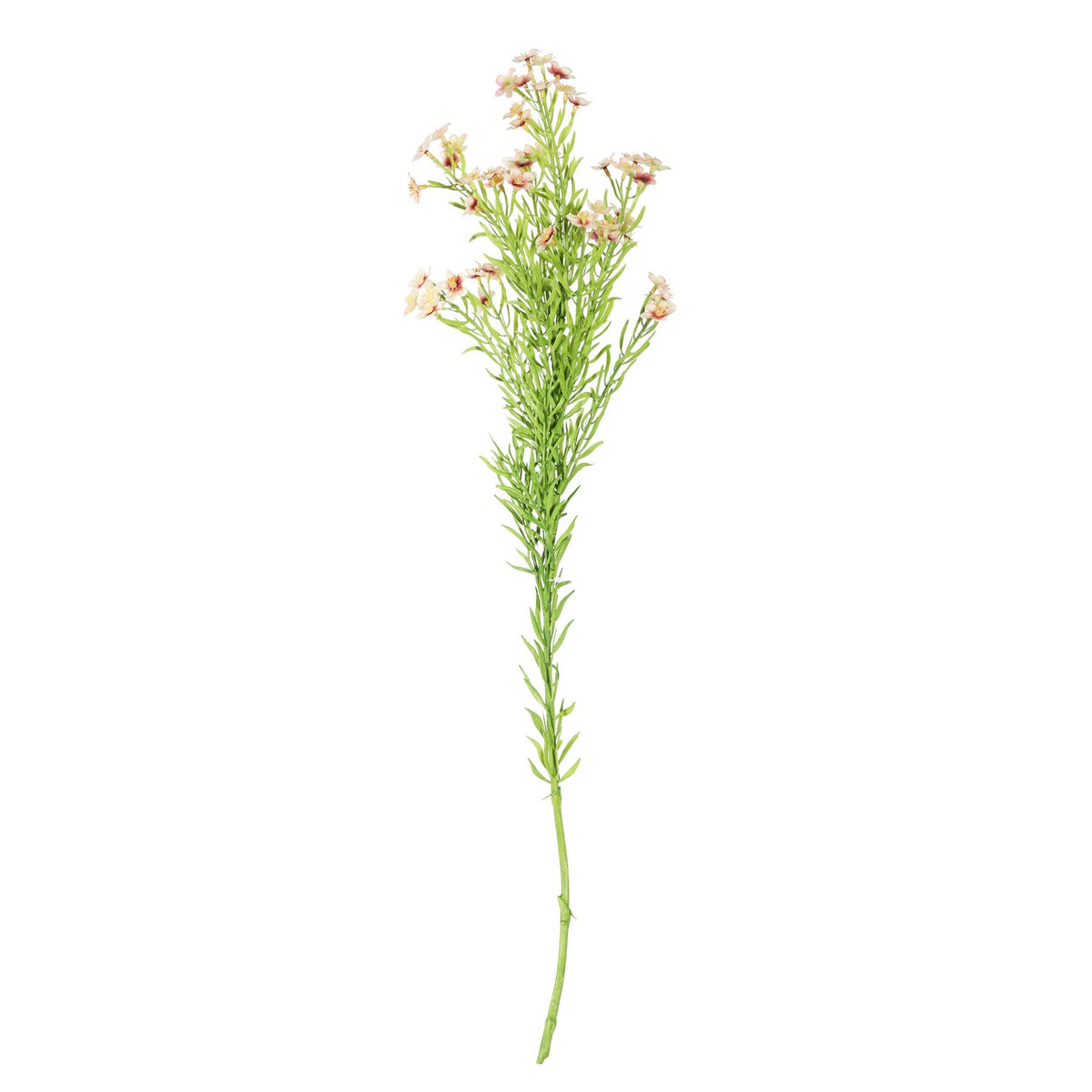 Discover the Pink Waxflower Flower (68cm) at Bristow Direct