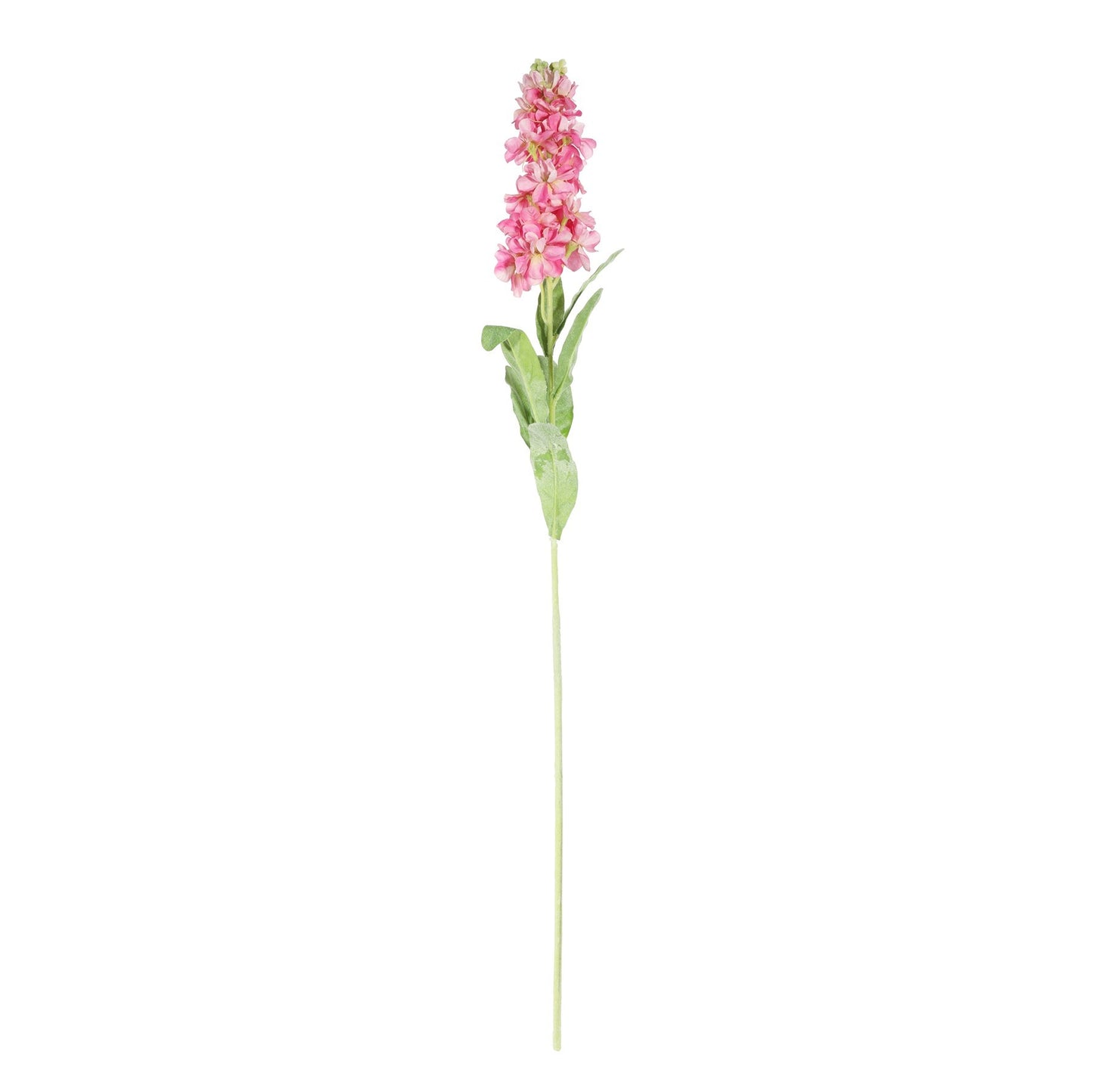 Discover the Dark Pink Stock Flower (80cm) at Bristow Direct