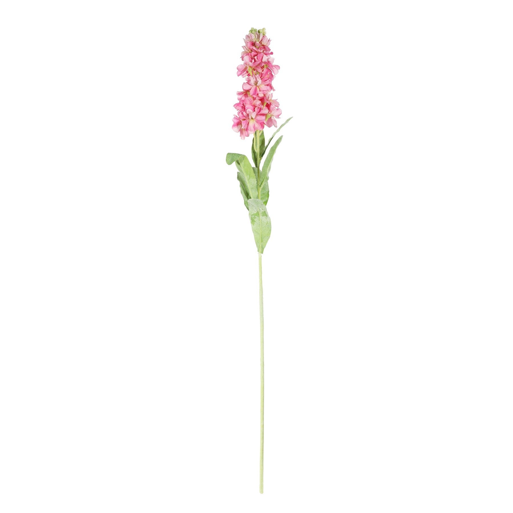 Discover the Dark Pink Stock Flower (80cm) at Bristow Direct