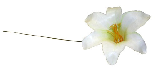 Discover the White Harissi Lily Pick (x100) at Bristow Direct
