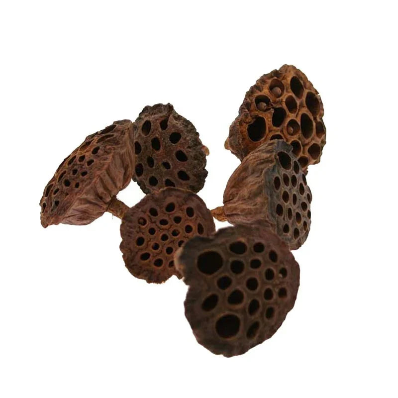 Dried lotus pods for rustic home décor and natural gift arrangements