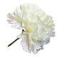 Ivory Carnations (12 Stems)