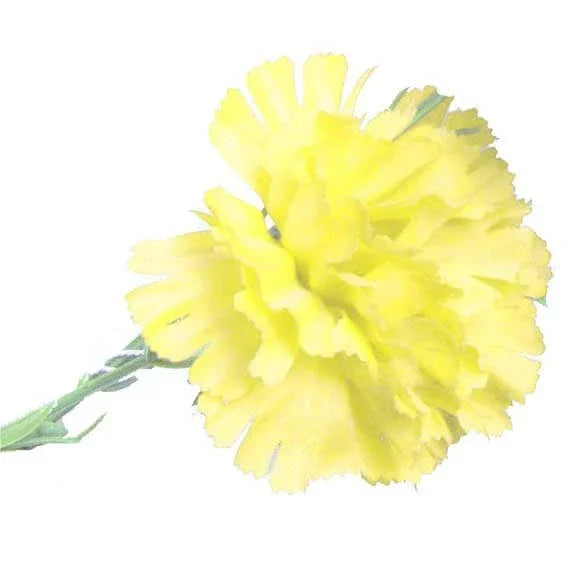 Yellow Single Carnation (12 Stems)