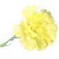 Yellow Single Carnation (12 Stems)