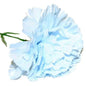 Baby Blue Single Carnations (12 Stems)