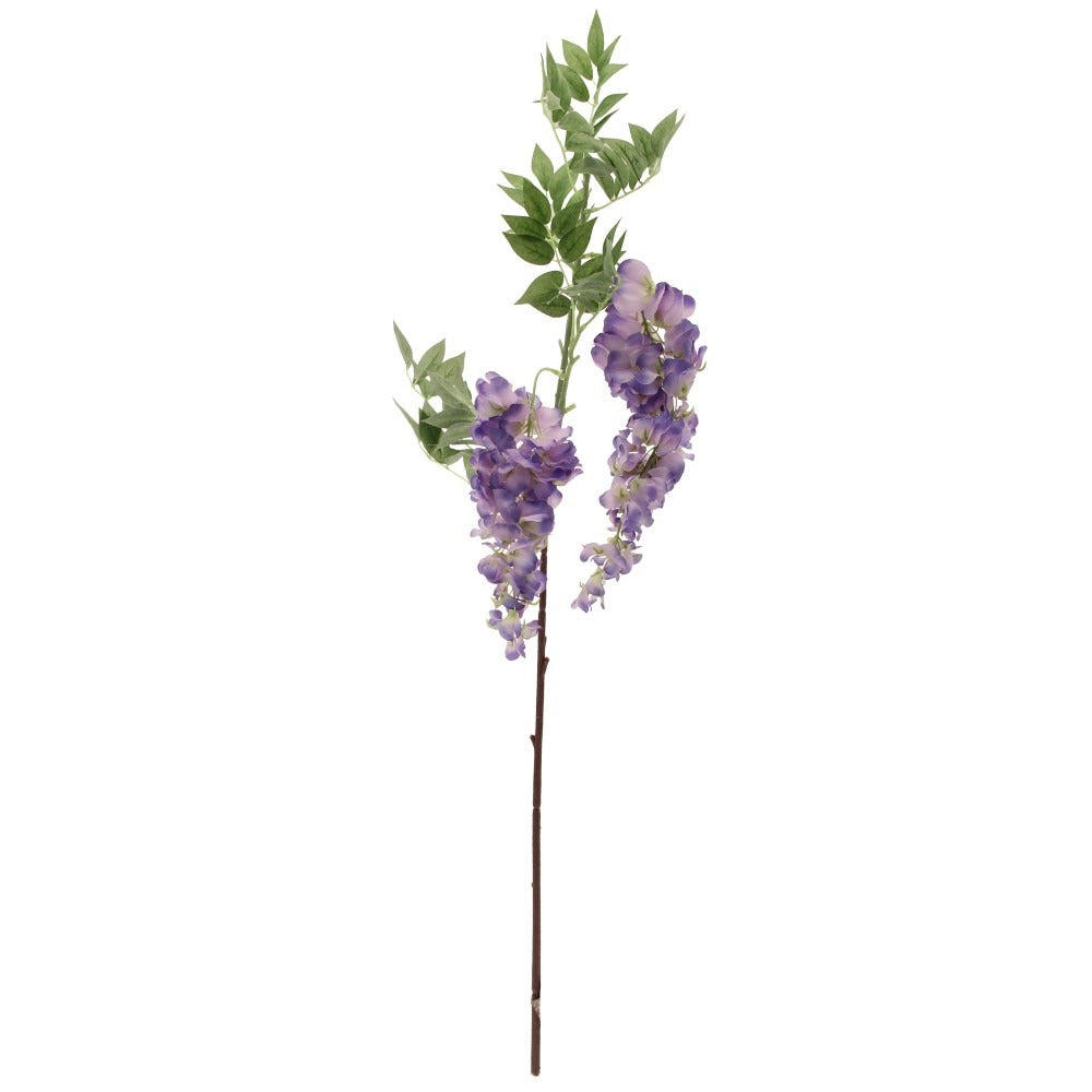 Two Head Wisteria Violet
