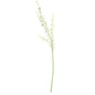 Dancing Orchid White
