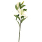 Lilium Spray White