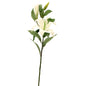 Lilium Spray White