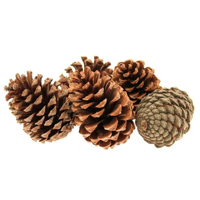 Four Maritima Pine Cones in various brown tones isolated on a white background