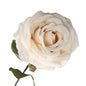 Vintage Rose Cream