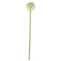 76cm Single Allium Cream &amp; White