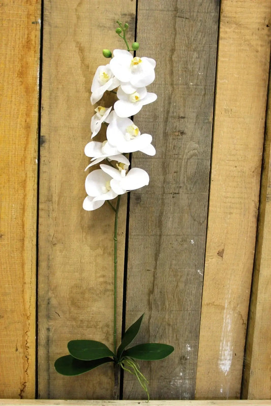 White Phalaenopsis Spray 33.5 Inch