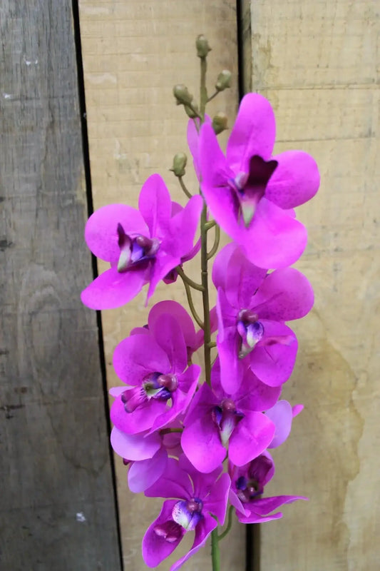 Cerise Ascocenda Spray 28.5 Inch